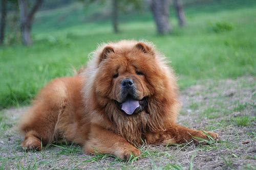 Chow Chow