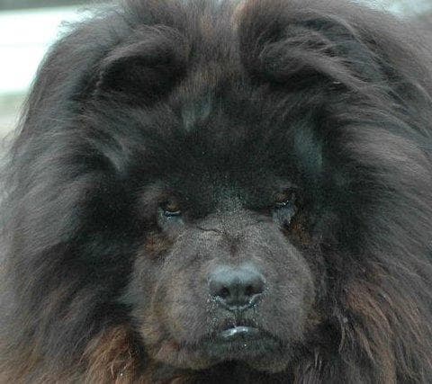 Chow Chow