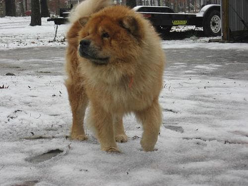 Chow Chow