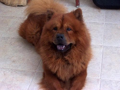 Chow Chow