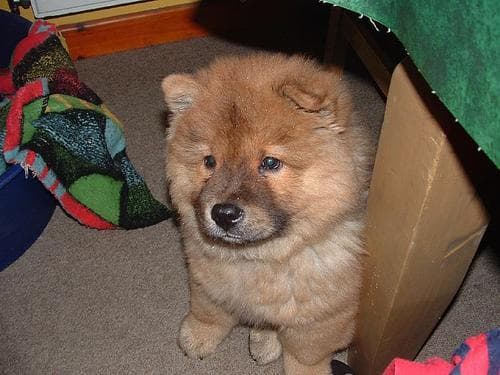 Chow Chow