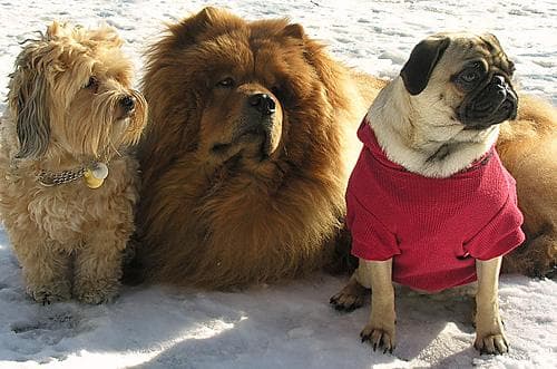 Chow Chow