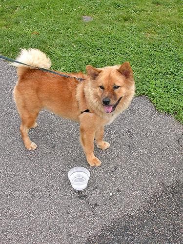 Chow Chow