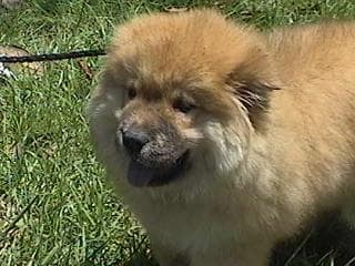 Chow Chow