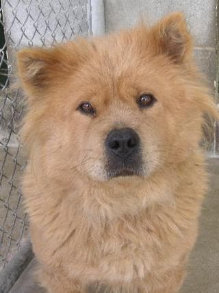 Chow Chow