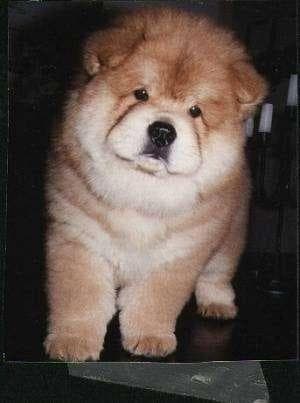 Chow Chow