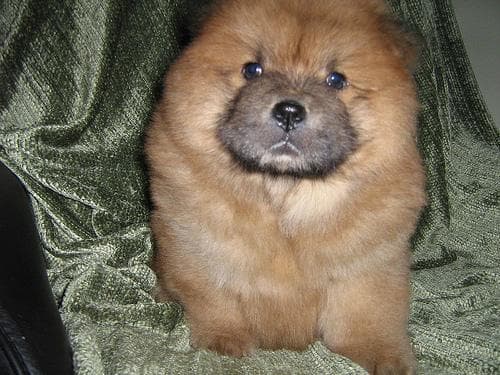 Chow Chow