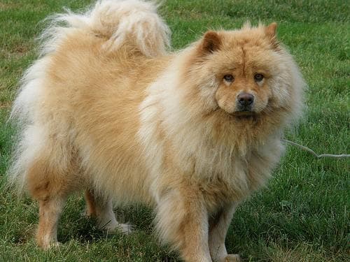 Chow Chow