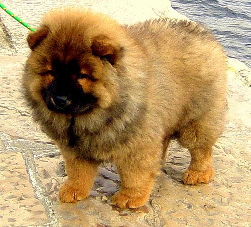 Chow Chow
