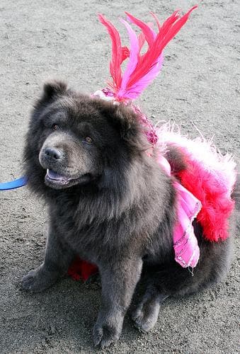 Chow Chow