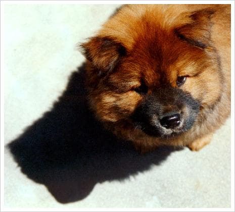 Chow Chow