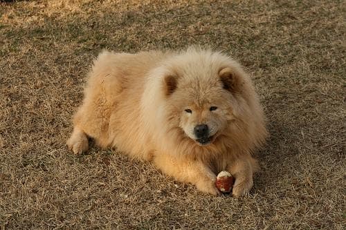 Chow Chow