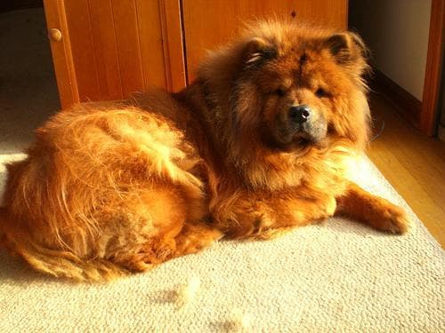 Chow Chow