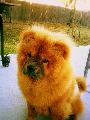 Chow Chow