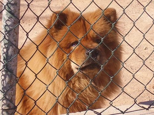 Chow Chow