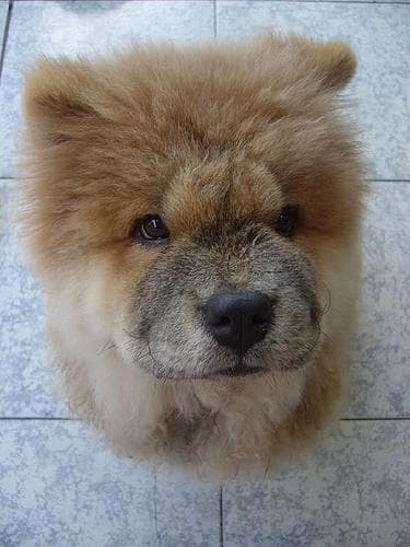Chow Chow
