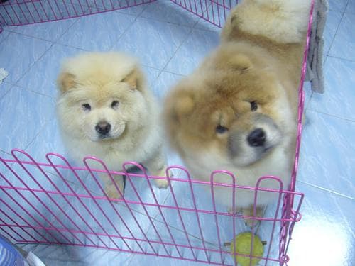 Chow Chow