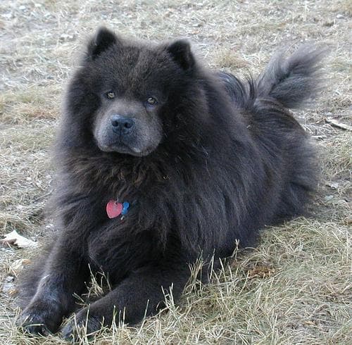 Chow Chow