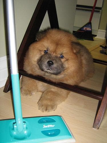 Chow Chow