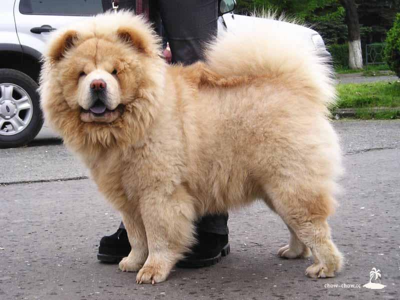 Chow Chow