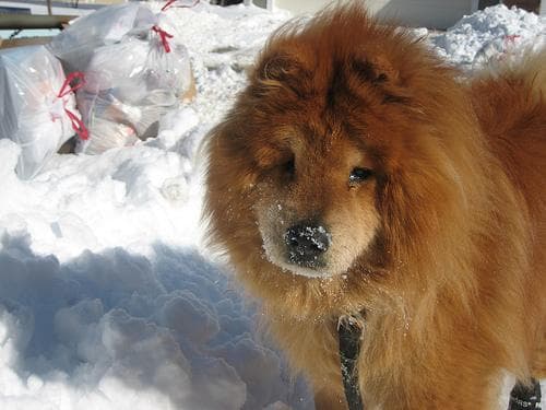 Chow Chow