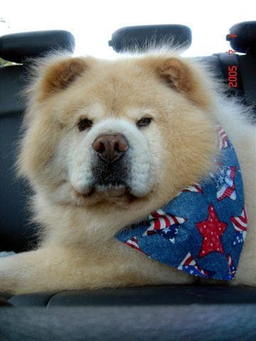 Chow Chow