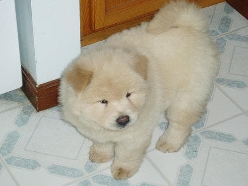 Chow Chow