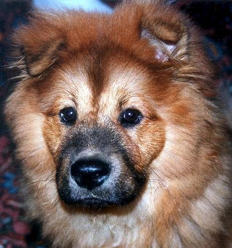 Chow Chow