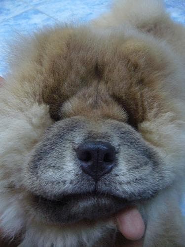 Chow Chow