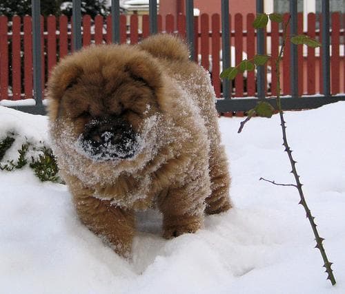 Chow Chow