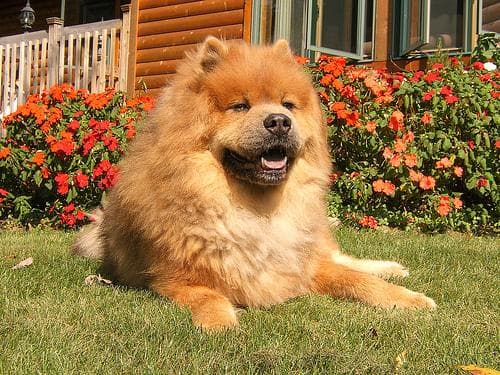 Chow Chow