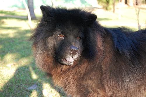 Chow Chow