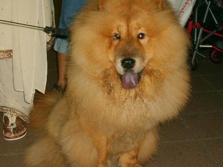 Chow Chow