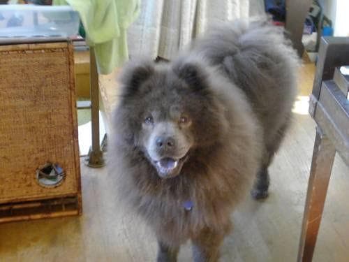 Chow Chow