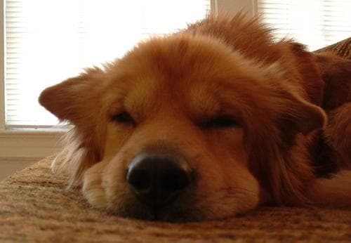Chow Chow