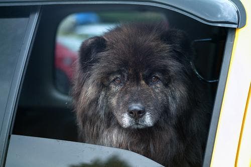 Chow Chow