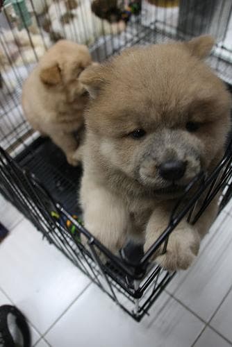 Chow Chow