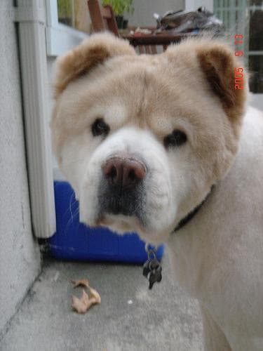 Chow Chow