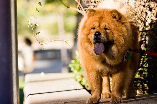Chow Chow