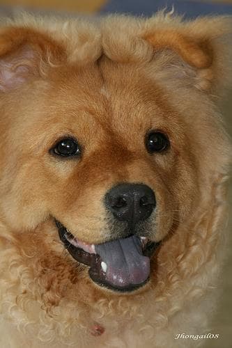 Chow Chow