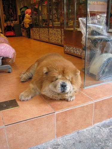 Chow Chow