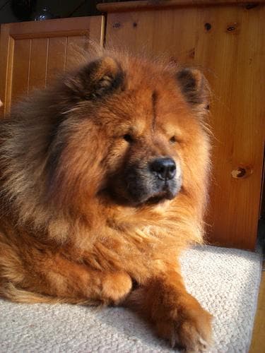 Chow Chow