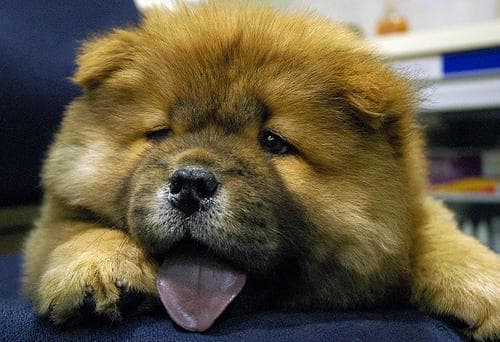Chow Chow
