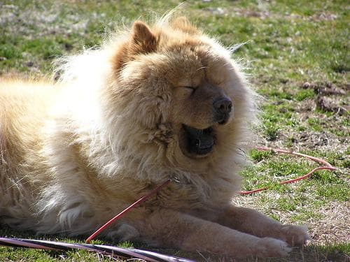 Chow Chow