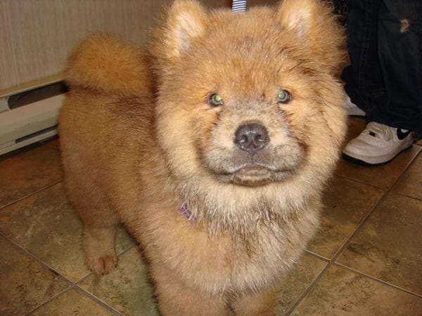 Chow Chow