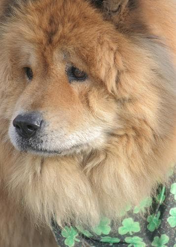 Chow Chow