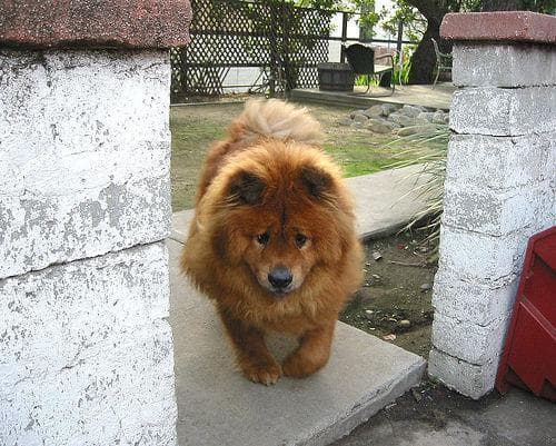 Chow Chow