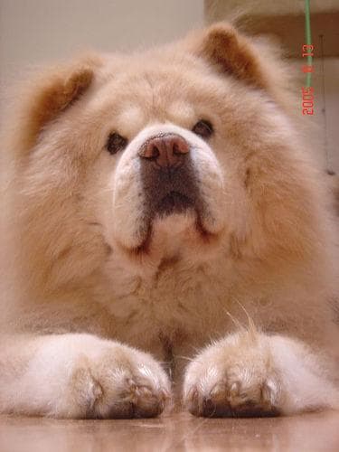 Chow Chow