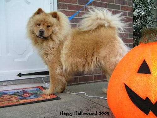 Chow Chow