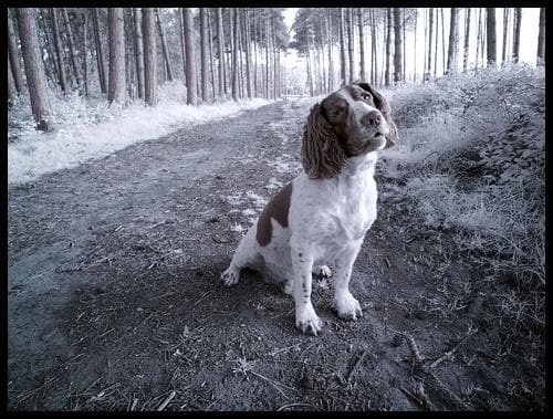 Clumber Spaniel
